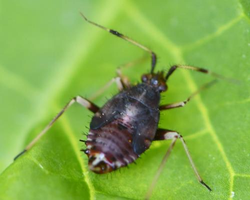 Réf. 274 203 : Deraeocoris ruber